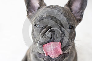 Funny French bulldog portrait with his tongue sticking out. Dog licking. Funny dog face close up isolated on white background