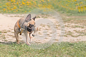 Funny French Bulldog Puppy Dog stands On Grass And Scratching His Body Hind Leg