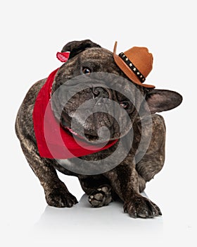 funny french bulldog puppy with hat and red bandana scratching behind ear