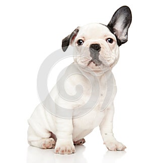 Funny French bulldog puppy with raised ear