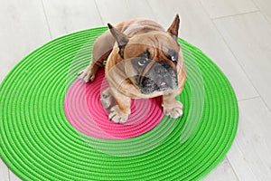 Funny French bulldog sitting