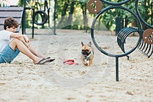 Funny french puppy bulldog and teenager playing games outside. Adorable orange bulldog in blue harness in the playground on sand.