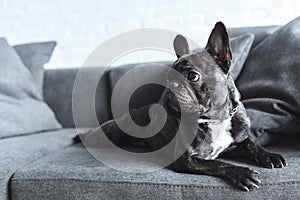 Funny Frenchie dog lying