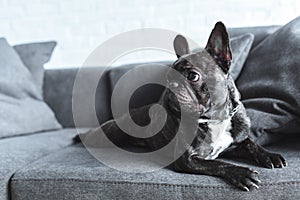 Funny Frenchie dog lying photo