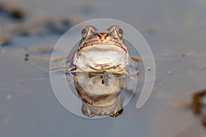 Funny frog head frontal view