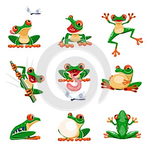 Funny frogs in various poses. Amphibian croaking, jumping, hunting, catching fly, smiling. Exotic tropical red-eyed tree