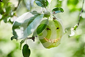 Funny fruit character Green Apple with eyes smiling. Healthy fruits. concept of good mood