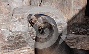 Funny Fur Seal