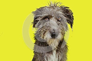 Funny furry dog disheveled isolated on yellow background