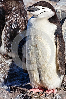 Funny furry gentoo penguin chick standing in front with his flock in the background, Burrientos Island, Antarctic