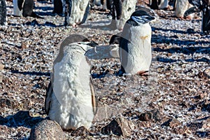 Funny furry gentoo penguin chick standing in front with his flock in the background, Half Moon Island, Antarctic