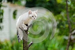 Funny furry grey kitten cat on tree ready to jump