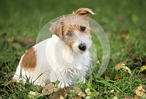 Funny furry happy pet dog puppy waiting for grooming