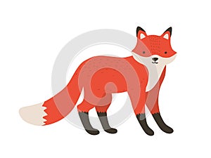 Funny furry little fox. Adorable lovely fluffy forest carnivorous animal isolated on white background. Cute amusing