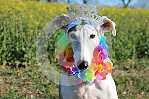 Funny galgo head portrait with happy birthday on the head and colorful hawaian chains around the neck