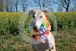 Funny galgo head portrait with happy birthday on the head and colorful hawaian chains around the neck