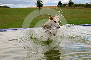 A funny galgo is jumping into the pool in the garden