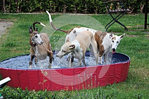 Three funny galgos are playing in the pool in the garden photo