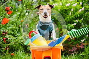 Funny gardener ready for lanscaping, lawn care and maintenance work. Dog wearing green apron and leaining on wheelbarrow with