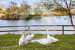 Funny geese fighting over bread on the Tychero Lake and hotel Thrassa in Soufli region Evros Greece