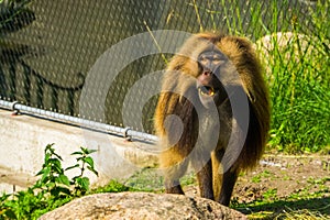 Funny gelada baboon making sound, monkey face in closeup, tropical primate specie from the ethiopian highlands of africa