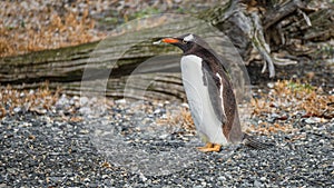 Funny Gentoo penguin at Beagle Channel in Patagonia