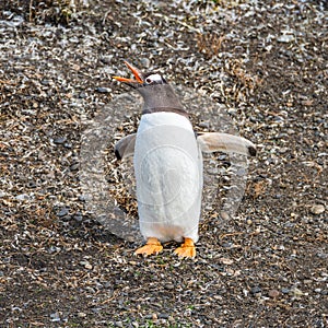 Funny Gentoo penguin at Beagle Channel in Patagonia, Tierra del