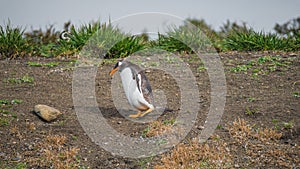 Funny Gentoo penguin at Beagle Channel in Patagonia, Tierra del