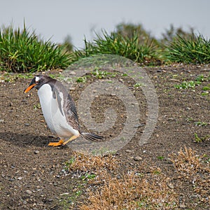 Funny Gentoo penguin at Beagle Channel in Patagonia, Tierra del