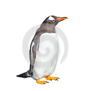 Funny Gentoo penguin isolated at white background, Beagle Channel in Patagonia