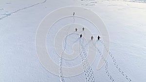 Funny gentoo penguin walk snow land aerial back