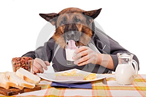 Funny German Shepherd dog with human arms and hands, drinking milk