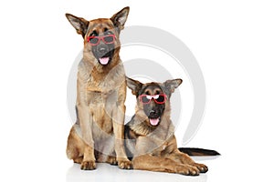 Funny German Shepherd dogs in sunglasses