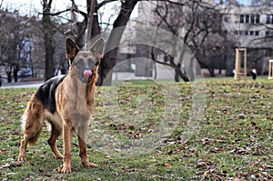 Funny German Shepherd on the grass