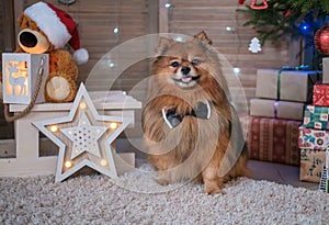 funny German Spitz dog in a bow tie near the Christmas tree