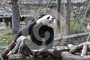 Funny Giant Panda in China