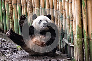 Funny giant panda waiving