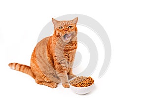 Funny ginger british cat licking his face next to a food dish on white background