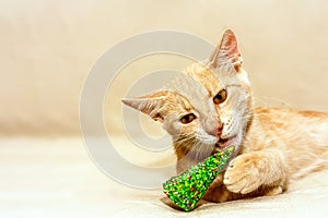 Funny ginger cat bites edible green christmas tree. New year and Marry Christmas card. Space for text. Selective focus.