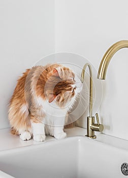 Funny ginger cat drinks tap water sitting on the sink