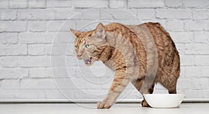 Funny ginger cat grimacing next to a emty food dish.