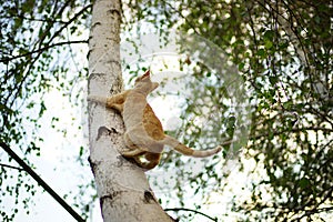 Funny ginger cat hunter on the birch tree trunk