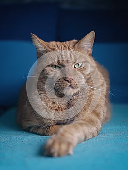 Funny ginger cat lies on the sofa and look straight at camera.