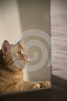 Funny ginger cat in the mirror