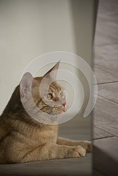 Funny ginger cat in the mirror