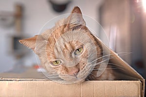 Funny ginger cat peeking out of a cardboard box.