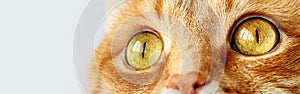 Funny ginger cat`s surprised yellow eyes close-up