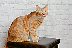 Funny ginger cat sitting on a stool and looking curious.
