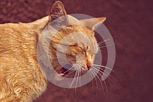 Funny ginger cat widely yawns close-up portrait