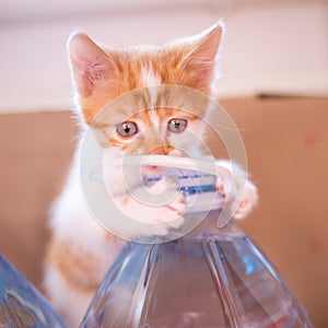 Funny ginger kitten play on a five liter water bottle